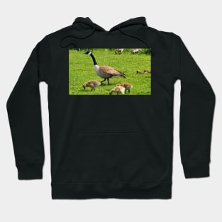 Adult Canada Goose Watching Over Its Goslings Hoodie